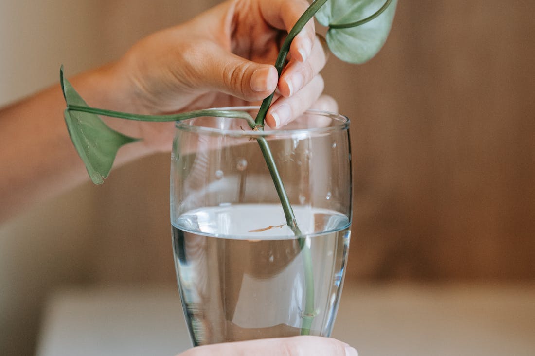 Sustainable Living Practices That Contribute to a Healthier Planet Image 1