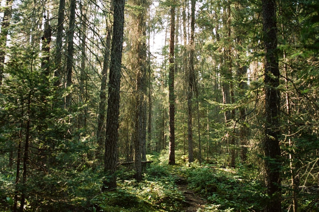 Sustainable Travel Practices That Benefit Both You and the Planet Image 1