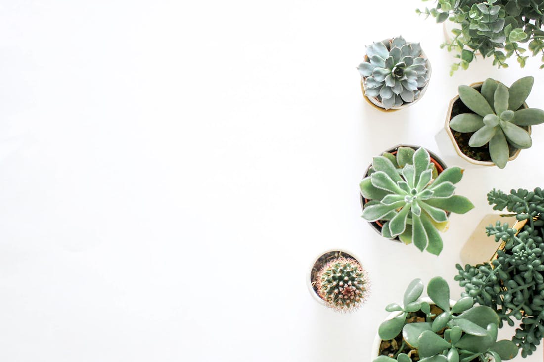 Tips for Opting for Sustainable Living in Urban Areas Image 1