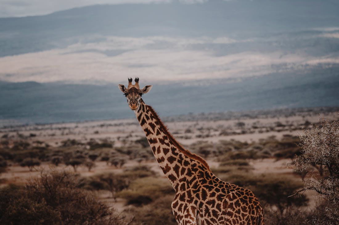 The Future of Sustainable Travel: How Eco-Friendly Choices Can Enrich Your Adventures Image 1