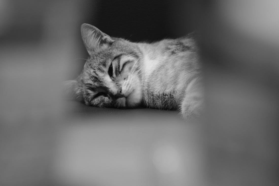 Impact of Sleep on Overall Health and Daily Performance Image 2
