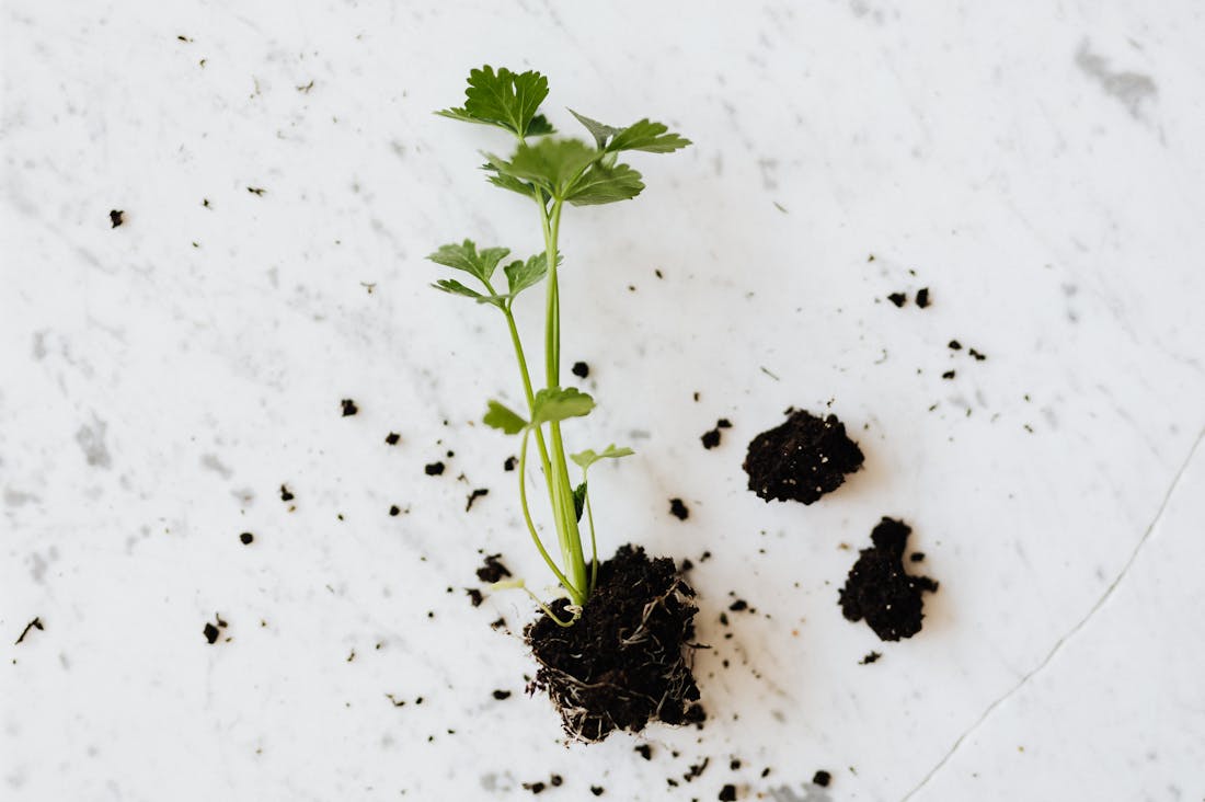 Practical Strategies for Sustainable Living in Urban Spaces Image 1