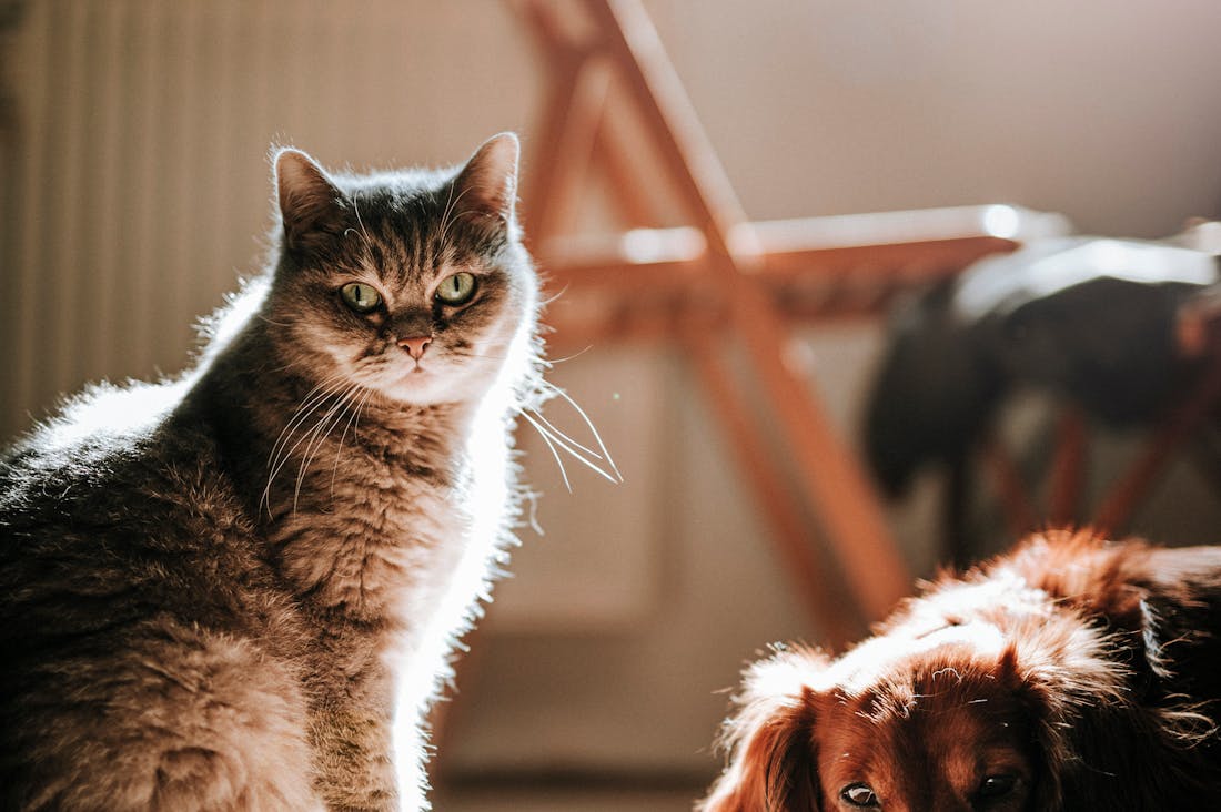 Pet-Friendly Indoor Plants to Liven Up Your Home