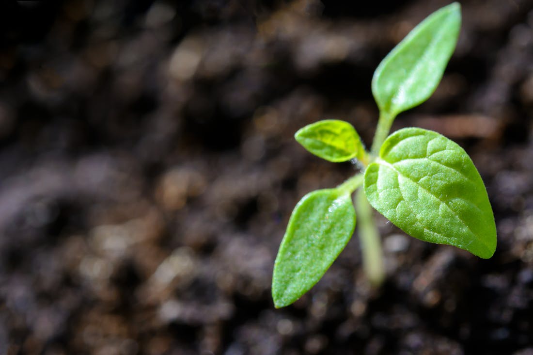 Enhancing Daily Wellness Through Simple Dietary Changes Image 1