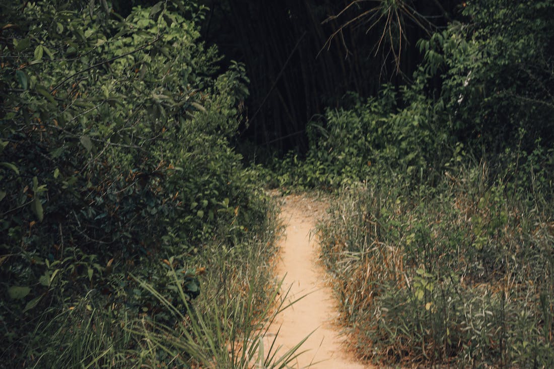 A Traveler's Guide to Sustainable Exploration: Making Eco-Conscious Choices for Your Adventures Image 2