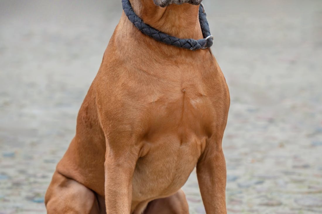 Automobile Innovations: The Next Generation of Smart Tech on Wheels Image 1