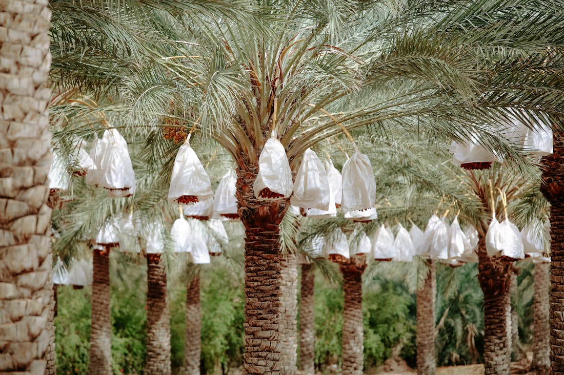 Benefits of a Plant-Based Diet for Optimal Health and Wellbeing Image 3