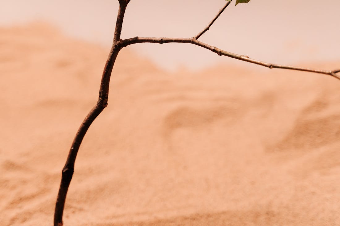 Boosting Immune Health with Simple Daily Habits for a Resilient Life Image 3