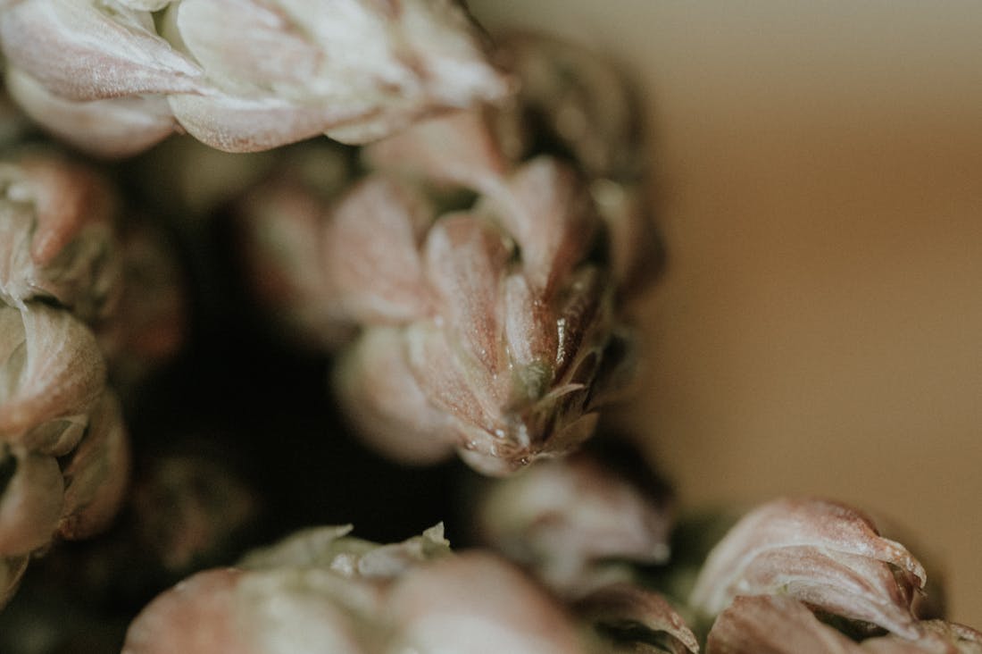 Boosting Immunity with Everyday Foods: Easy Recipes and Tips Image 2