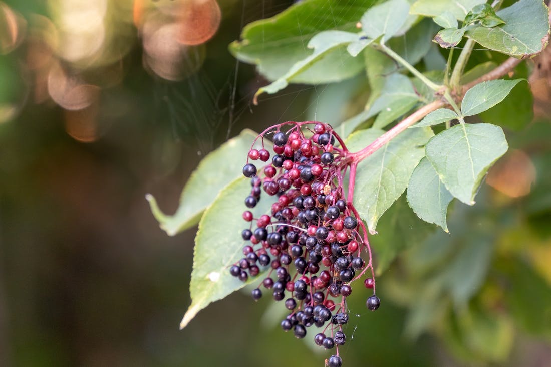 Boosting Immunity with Natural Remedies: A Comprehensive Guide Image 1