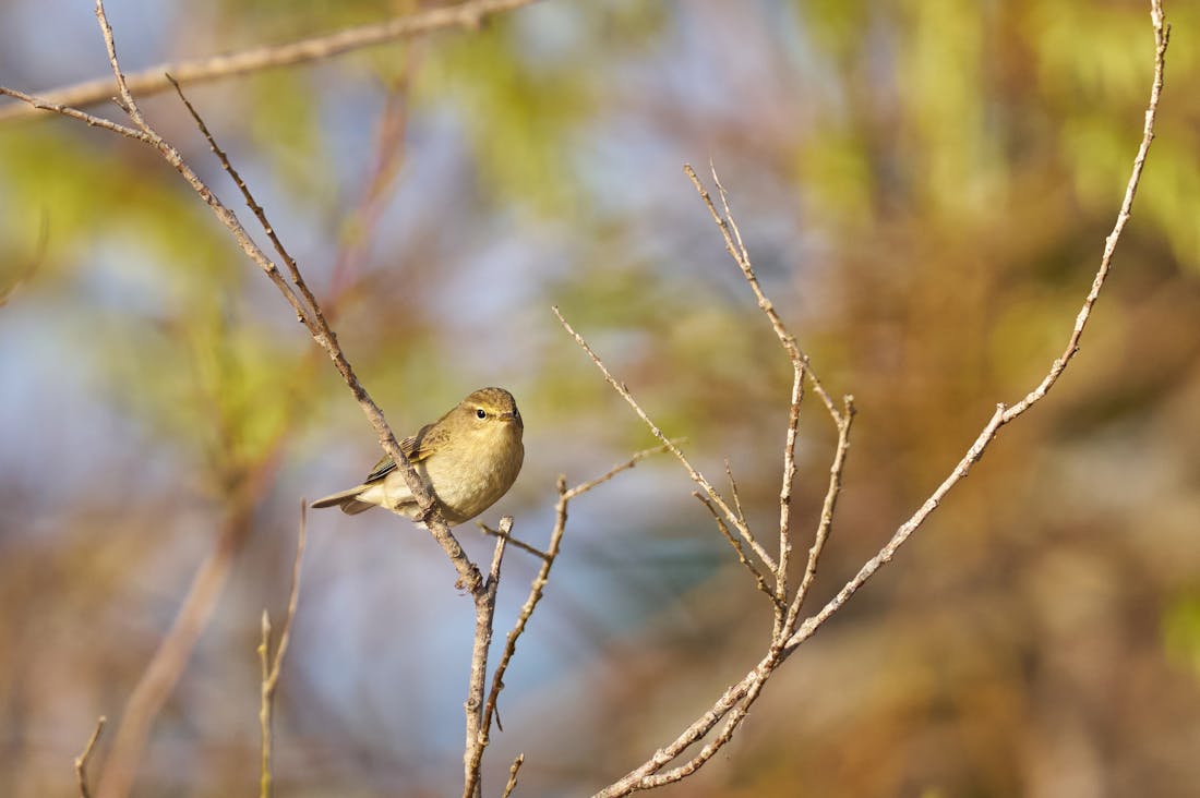 Boosting Productivity Through Minimalism: Simplifying Work and Life Image 1