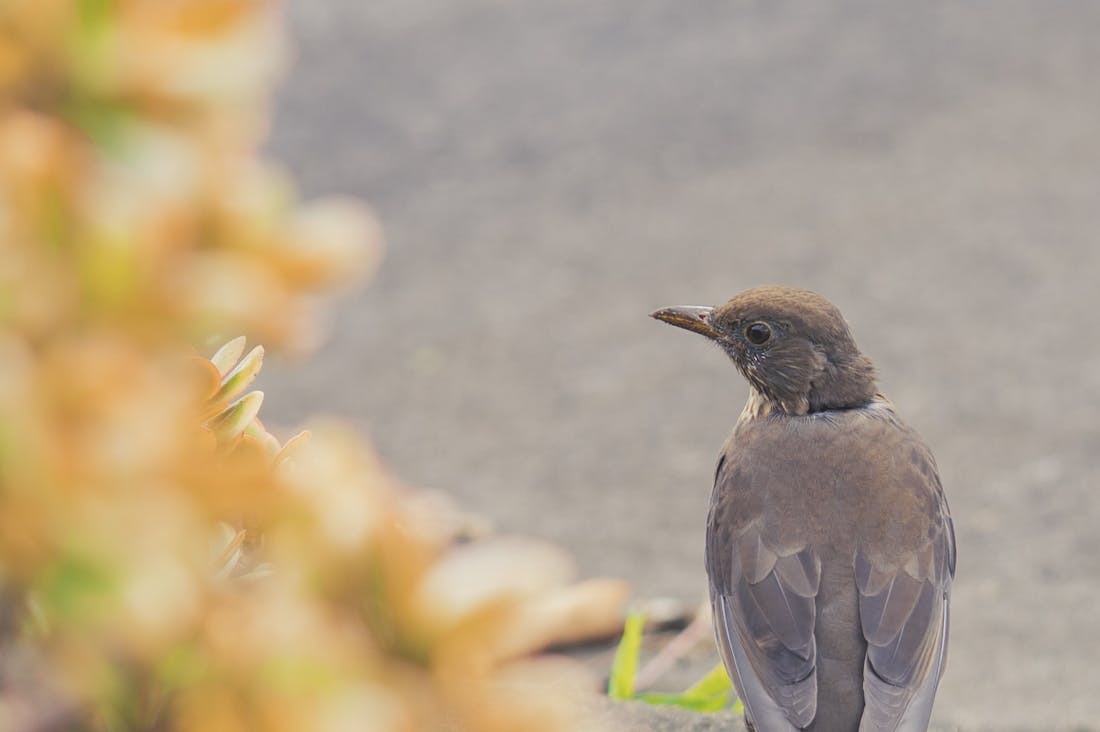 Connecting with Nature: The Psychological Benefits of Outdoor Activities and Mindfulness Image 3