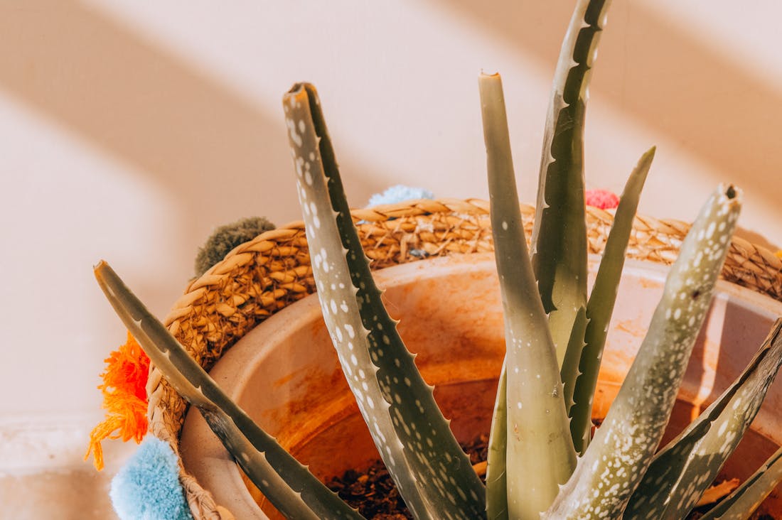 Creating a Sustainable Lifestyle Through Simple Changes Image 3