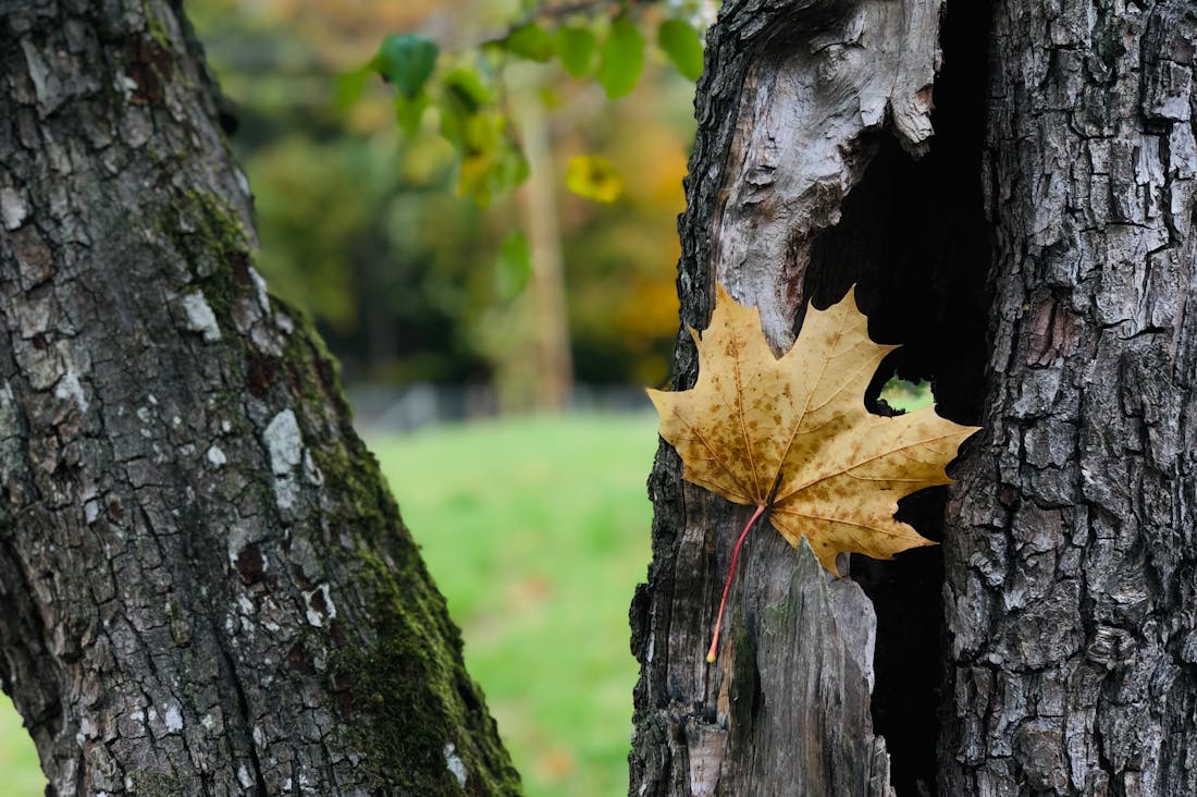 Cruising into the Future: How Electric Vehicles are Shaping Sustainable Transportation Image 3