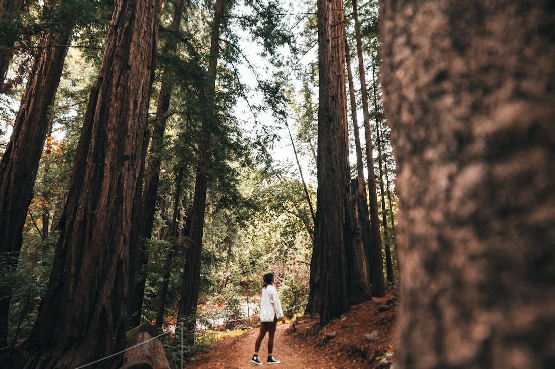 Cultivating a Mindful Lifestyle: Strategies to Find Peace in a Chaotic World Image 3