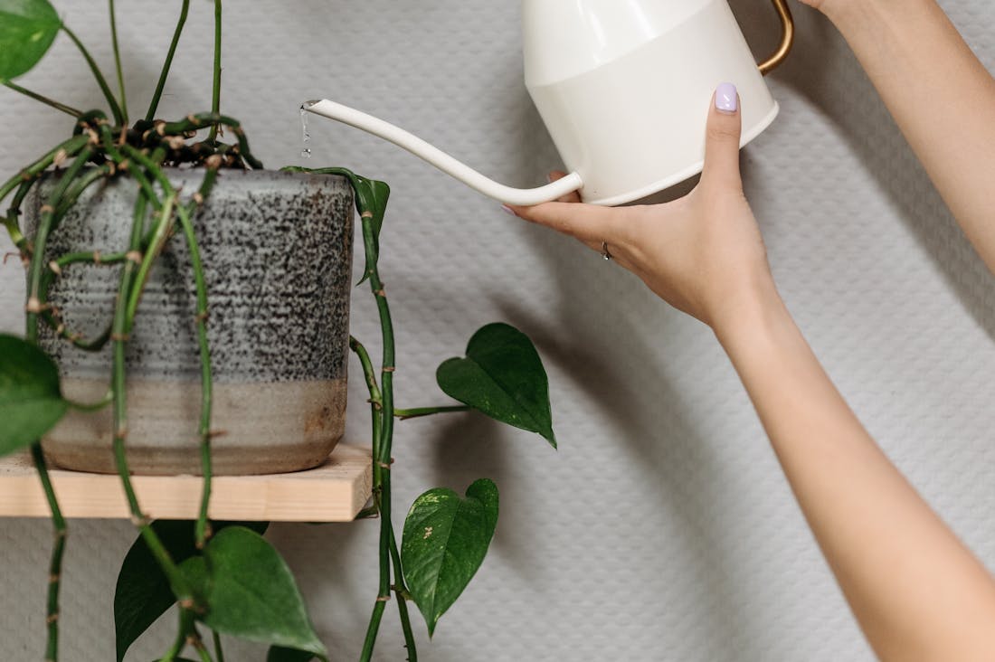Cultivating a Sustainable Lifestyle: Practical Steps Towards Eco-Conscious Living Image 3
