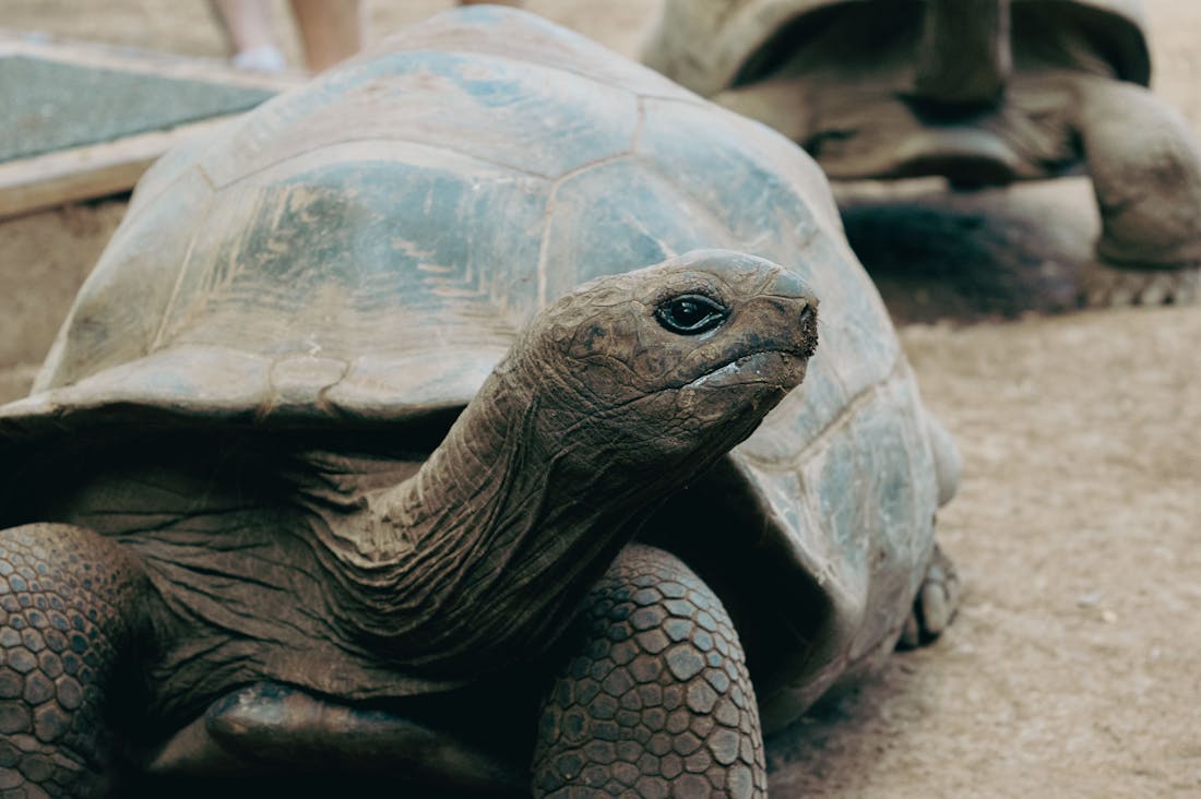 Discovering the Art of Slow Travel: Embracing Meaningful Journeys Over Rush