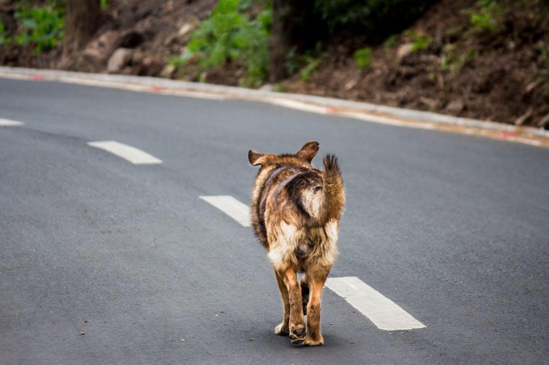 Discovering the Healing Power of Nature: A Deep Dive into Ecotherapy and Its Benefits for Mental Health Image 3