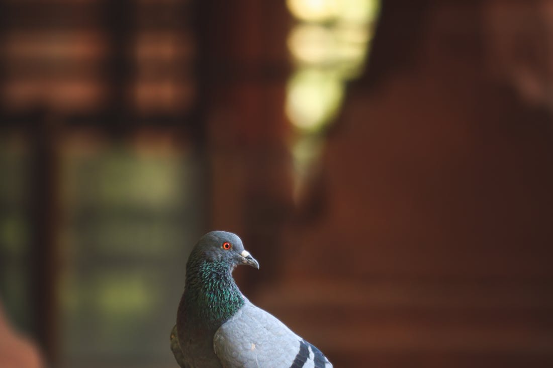 Driving the Future: The Role of Electric Vehicles in Sustainable Transportation and Urban Living Image 2