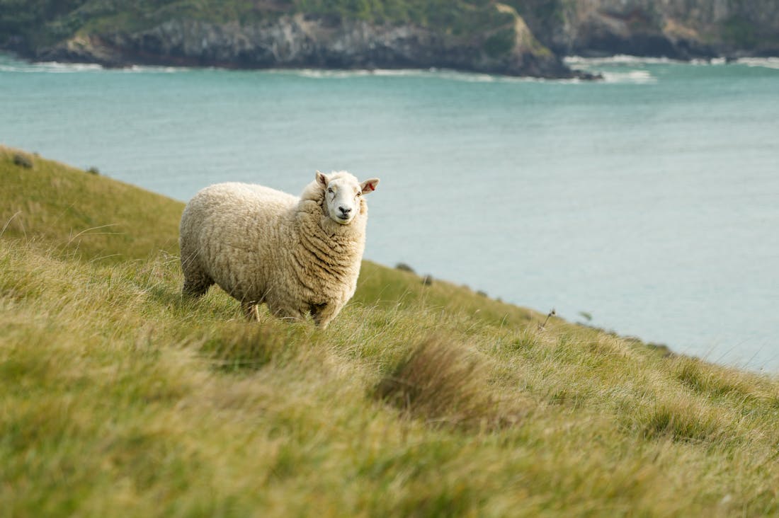 Eco-Friendly Driving: The Future of Sustainable Automobiles and Their Impact on Our Planet Image 3