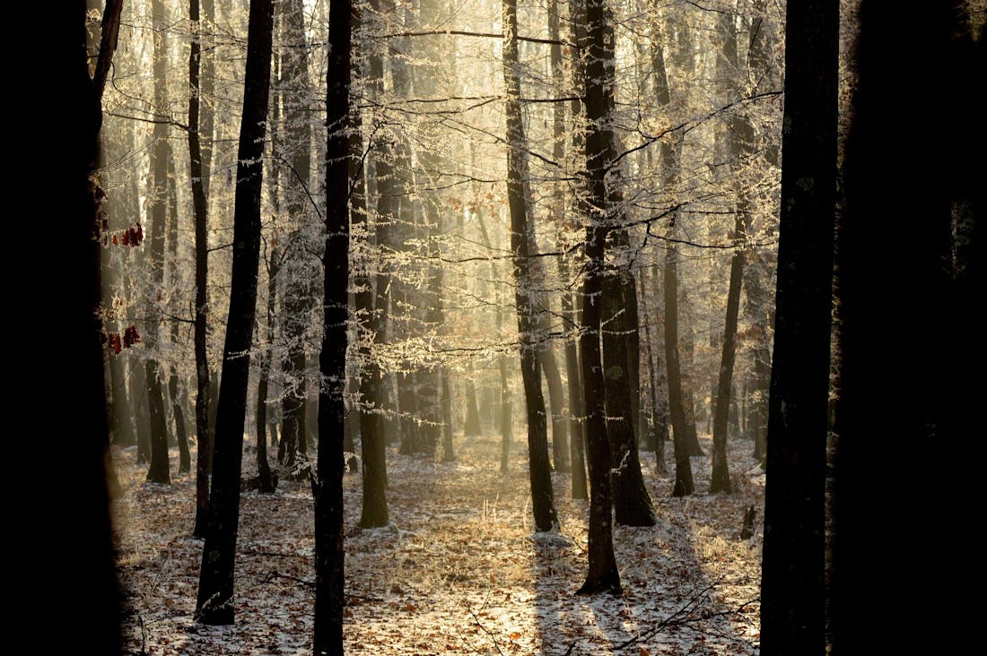 Embracing Mindfulness in a Fast-Paced World: Strategies for Cultivating Inner Peace and Balance Image 1