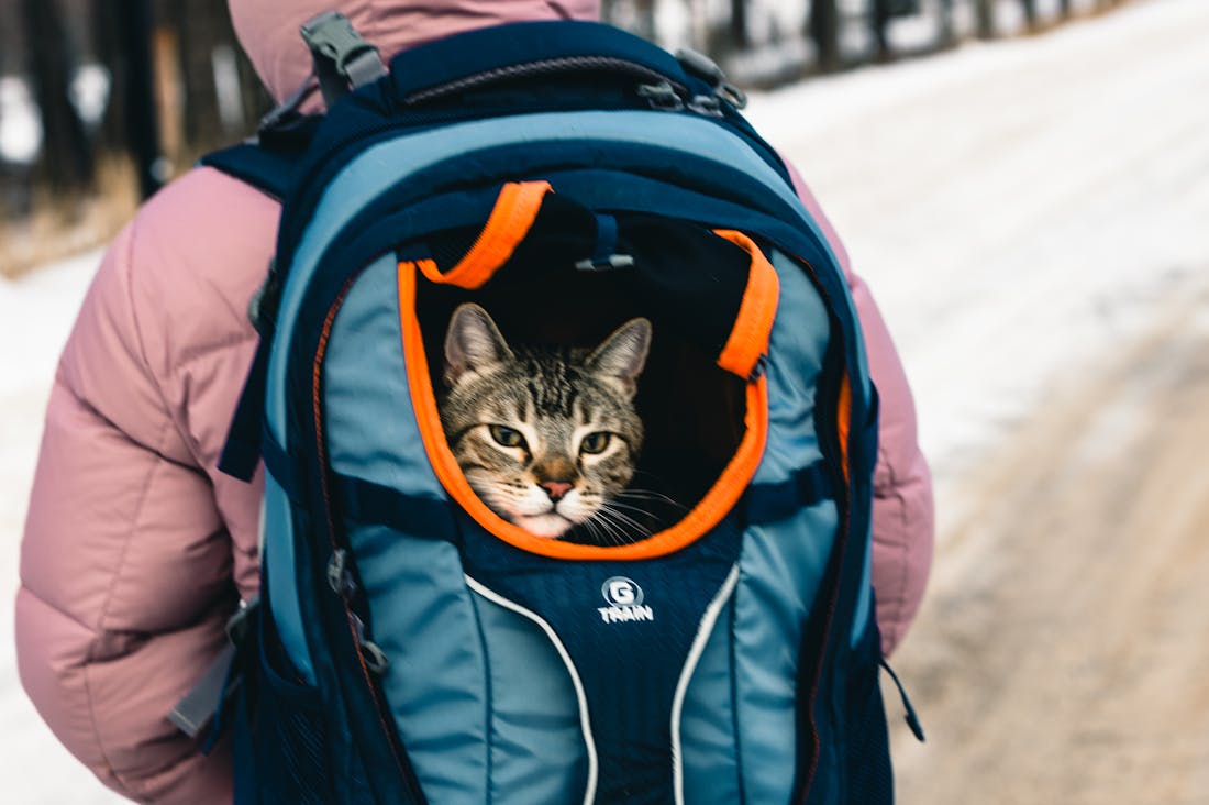 Essential Considerations for Safe Road Trips: Planning, Vehicle Maintenance, and Safety Protocols Image 3