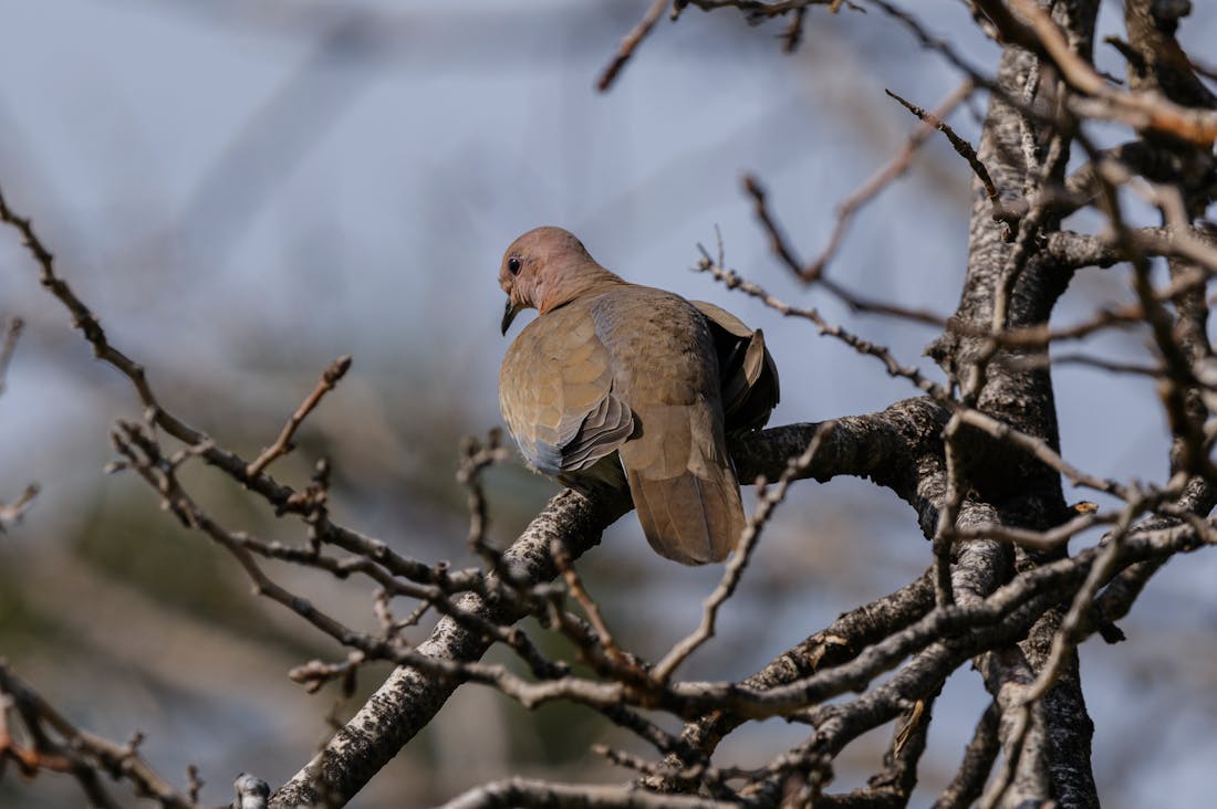 Essential Tips for Thriving in Urban Living Image 2