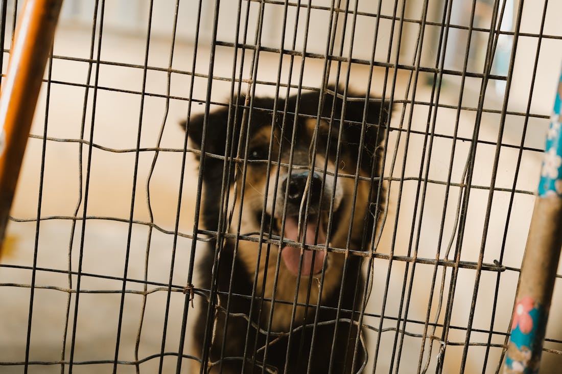 Exploring Electric Vehicles: The Future of Sustainable Transportation Image 3