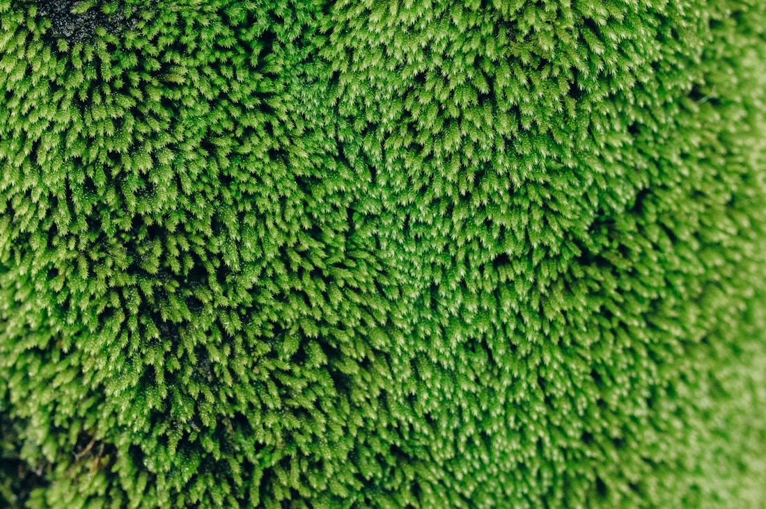 Exploring the Future of Sustainable Travel: Eco-Friendly Destinations, Green Technologies, and Conscious Choices Image 1