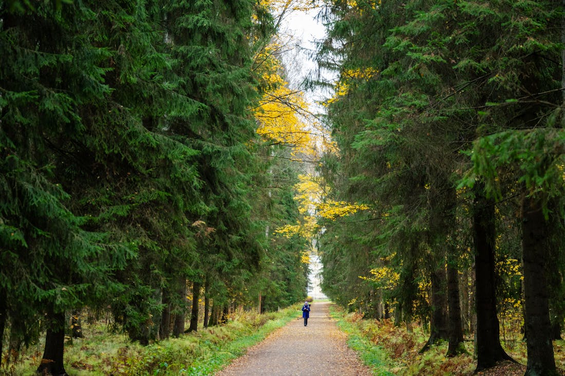 Exploring the Hidden Health Benefits of Indoor Gardening for Urban Dwellers Image 2