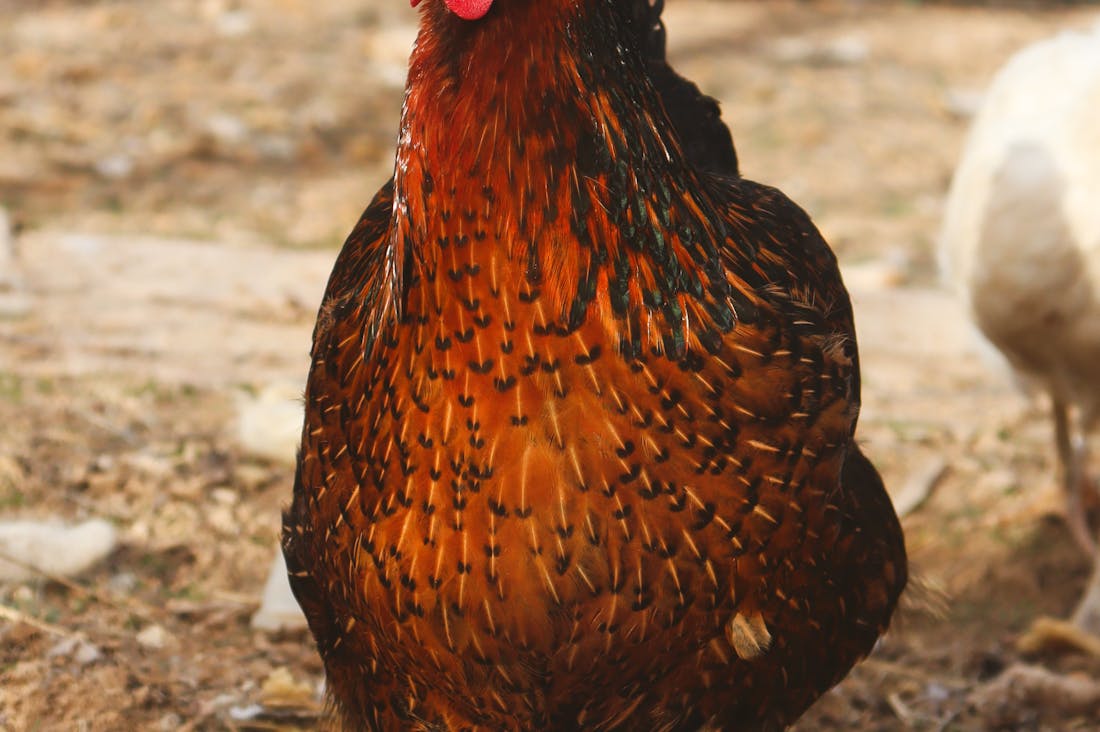 Exploring the World of Remote Work: How to Create a Productive Home Office Environment Image 2