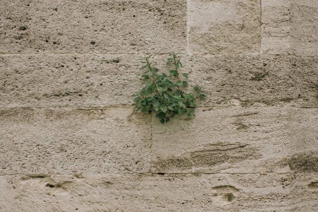 Impact of Urban Green Spaces on Mental Health and Well-Being Image 3