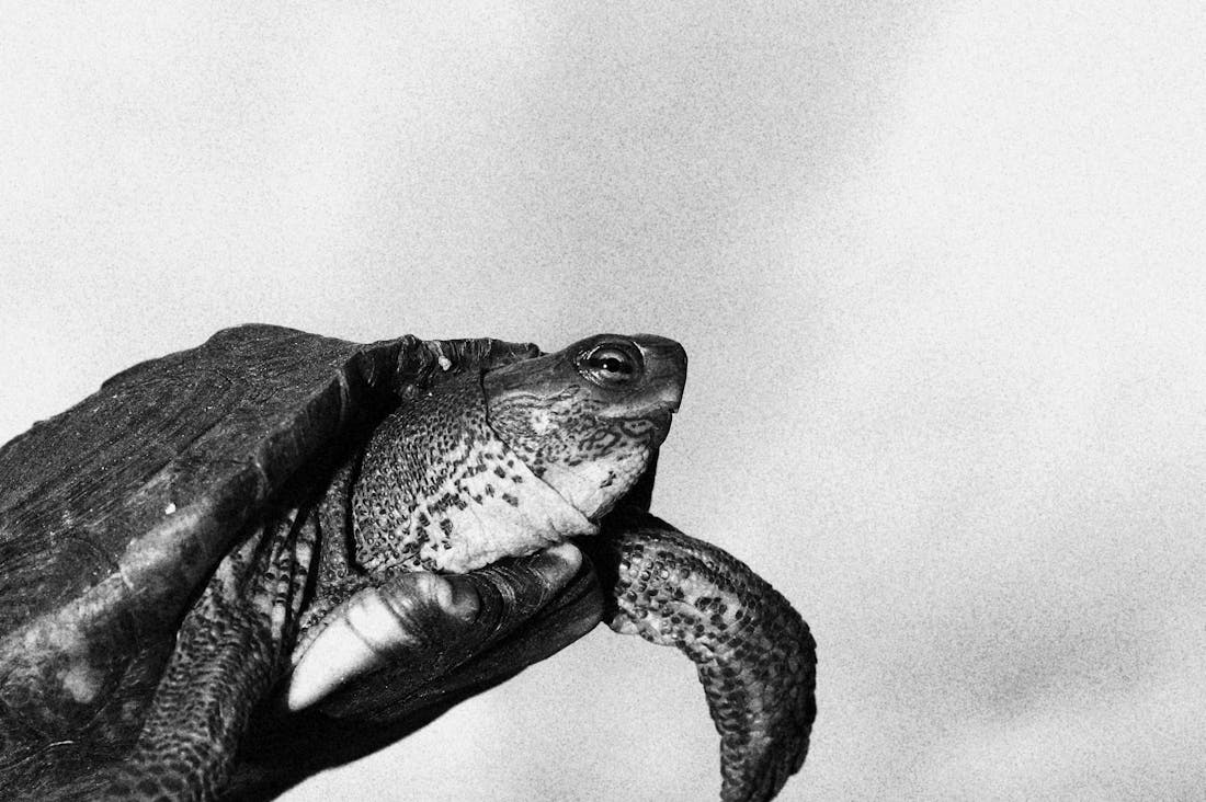 Mindful Living in a Fast-Paced World: Transforming Your Lifestyle for Greater Fulfillment Image 2