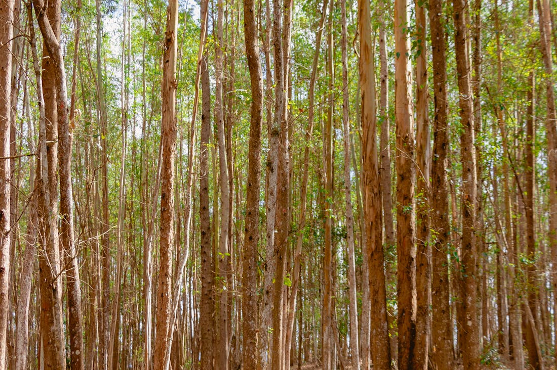 Mindful Traveling: How to Explore the World Without Leaving a Trace Image 1