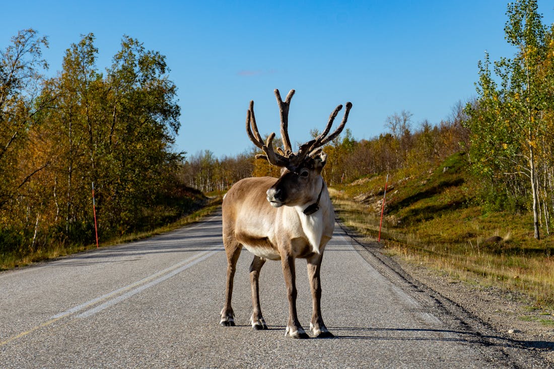 Navigating Post-Pandemic Travel Trends for Ultimate Adventures Image 2