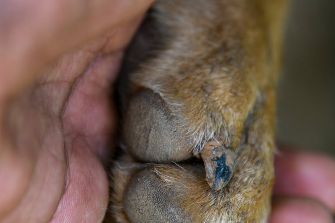 Navigating the Electric Vehicle Market: What to Know Before Buying Image 2