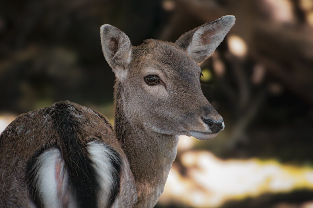 Navigating the Future of Sustainable Travel: How Adventure Can Be Aligned with Environmental Responsibility Image 2