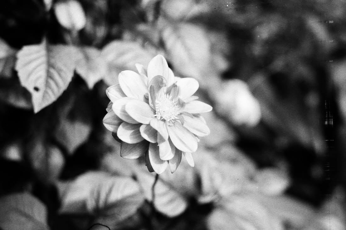 Organic Gardening: Promoting Health and Harmony in Your Backyard Image 1