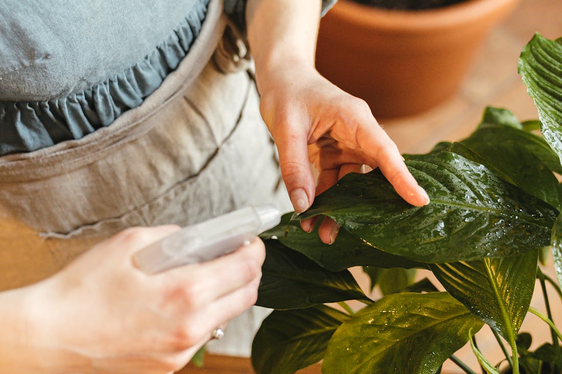 Organic Gardening: Promoting Health and Harmony in Your Backyard Image 3