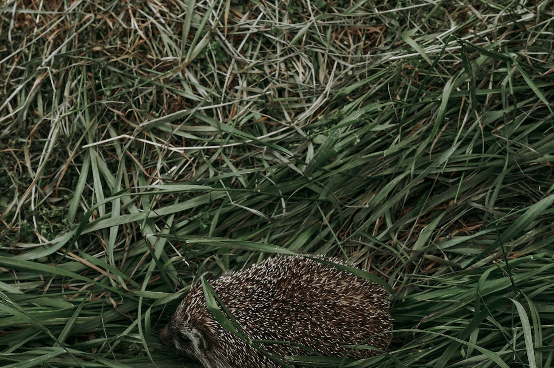 Practical Tips for Sustainable Living in Urban Spaces Image 1