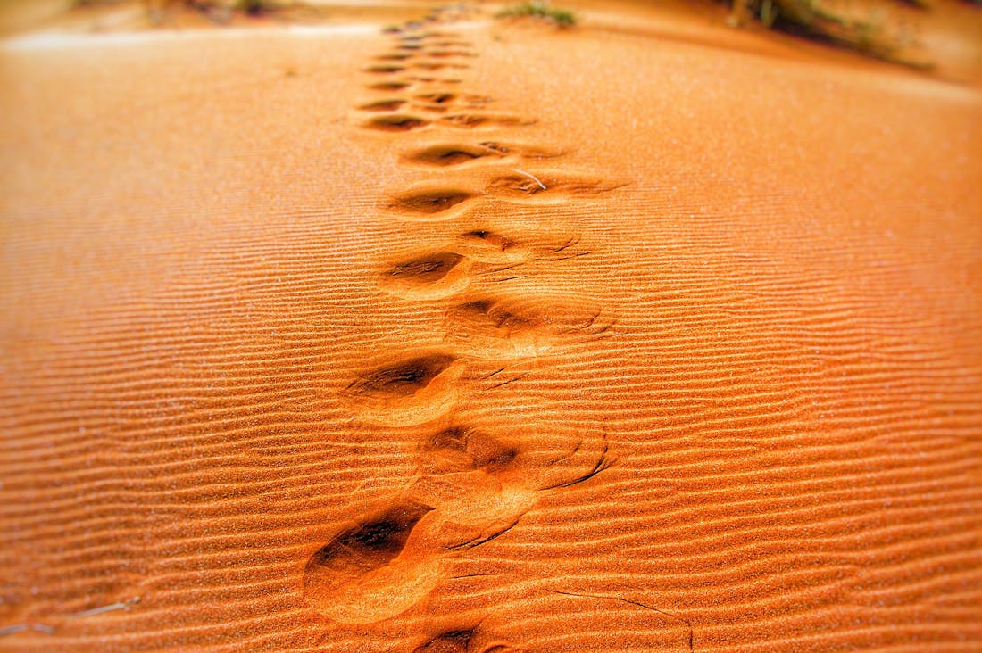 Rethinking Travel: Sustainable Options for the Conscious Explorer Image 2