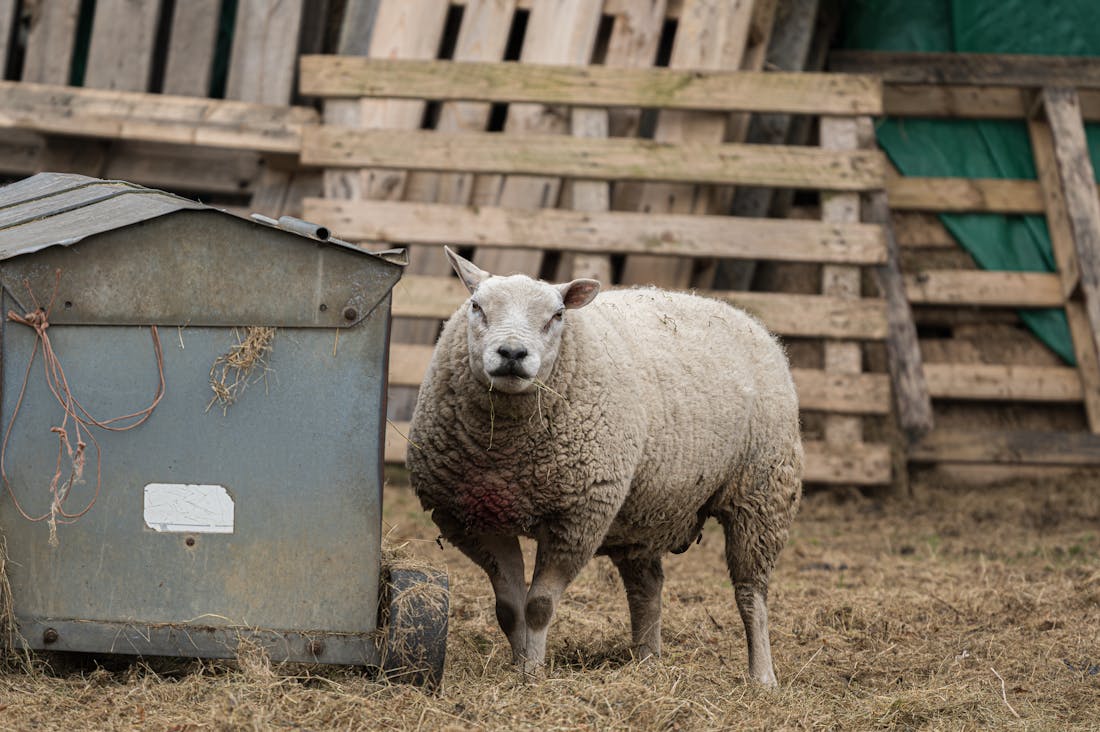 Revolutionizing Mobility: The Future of Electric Vehicles and Sustainable Transport Image 2