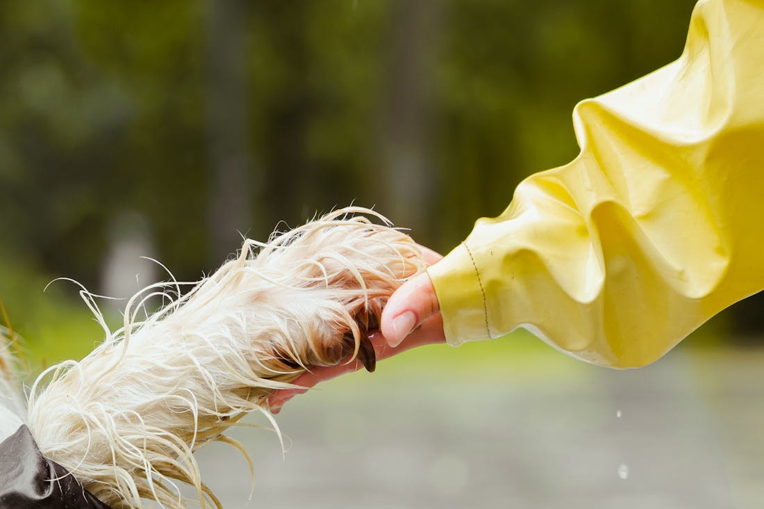 Revving Up Your Automobiles: Essential Maintenance Tips for Longevity and Performance Image 2