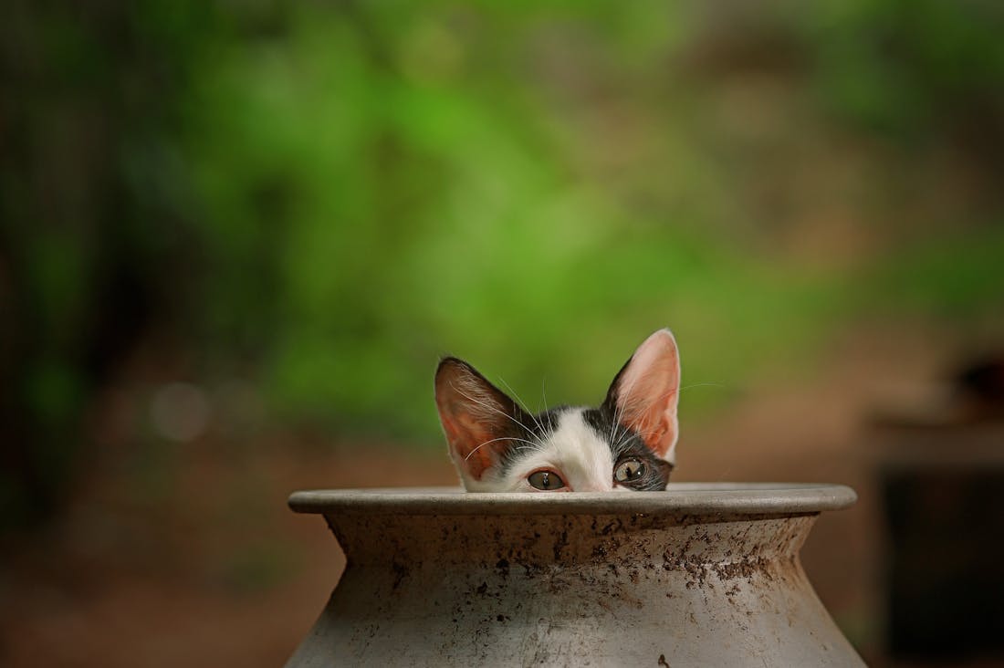 Road Trip Adventures: How to Plan the Perfect Journey for Ultimate Exploration Image 1