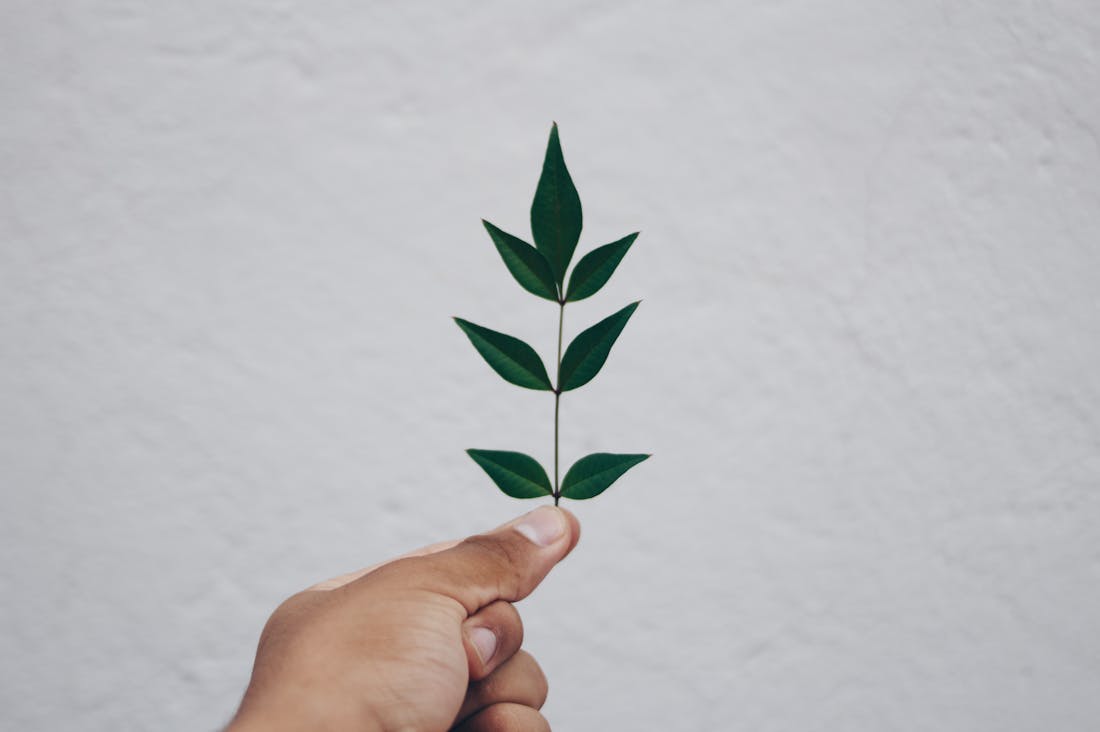 Sustainable Living: Practical Steps Towards Eco-Friendly Choices in Everyday Life Image 2