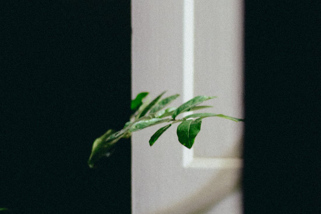 Sustainable Living: Practical Tips for Reducing Your Carbon Footprint and Embracing Eco-Friendly Choices Image 2