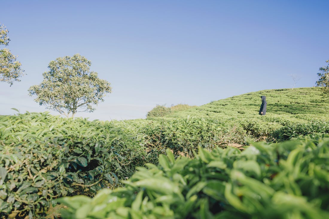 Sustainable Travel: How to Explore the World Without Harming the Environment Image 2
