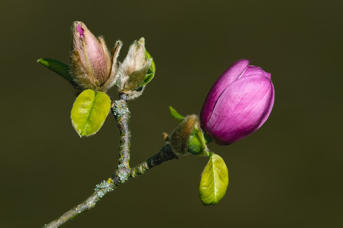 Tech Trends Shaping Our Future: Innovations That Will Change Daily Life Image 1