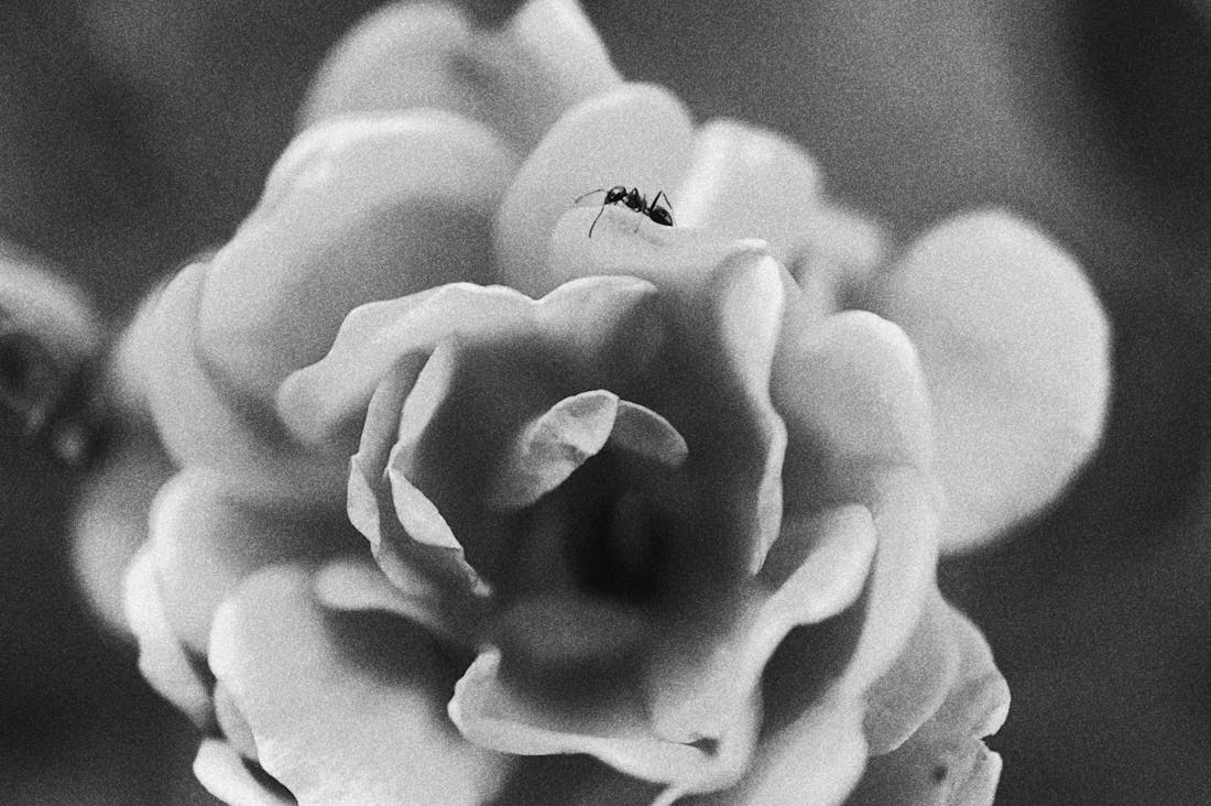 The Art of Minimalism: Living a Fulfilling Life with Less Stuff and More Intent Image 1