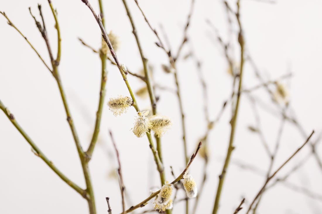 The Future of Automotive Engineering: How Green Technology is Revolutionizing the Road Image 1